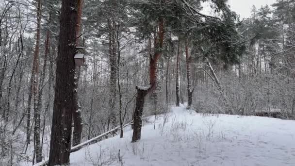 Высокие Сосны Среди Лиственных Деревьев Покрытых Снегом Против Неба — стоковое видео