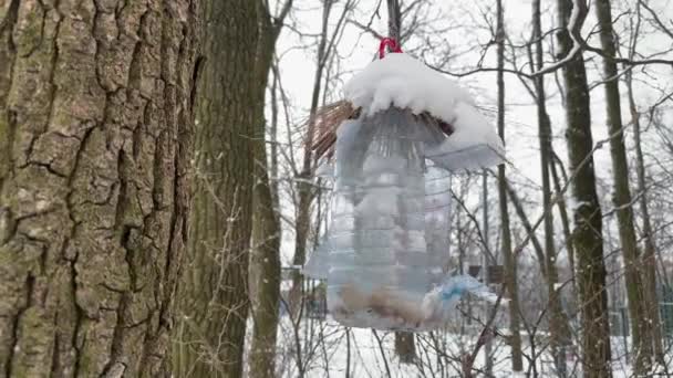 Vogelfutterhäuschen Mit Großer Plastikflasche Winterpark — Stockvideo