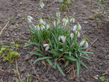 Çiçek açan Galanthus 'un Bush' u, baharın erken saatlerinde bulutlu havada toprağa kardelen olarak da bilinir.