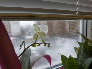 Kapalı alanda beyaz çiçek ve çiçek tomurcukları olan yapraklar ve saplar, ıslak pencerenin bulanık bir arka planında seçici odak noktasında yer alan parçalar