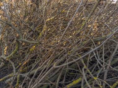 Farklı yaprak döken ağaçlardan oluşan büyük yığın farklı kalınlıkta, yakın plan, doku, arka plan...,