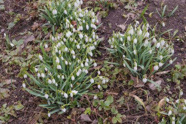 Çiçek açan Galanthus 'un çalıları, aynı zamanda toprak ve diğer bitkilere karşı kardelen olarak da bilinir ilkbaharın erken saatlerinde bulutlu havalarda