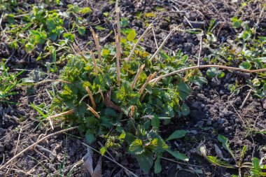 Urtica Dioica 'nın çalıları, aynı zamanda ısırgan otu olarak da bilinir. Küçük, taze kökleri ve yaprakları ile geçen yılın kuru kökleri arasında güneşli bahar gününde, arka ışıklandırmada. 