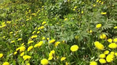 # Ot ve çiçek açan karahindibalar #