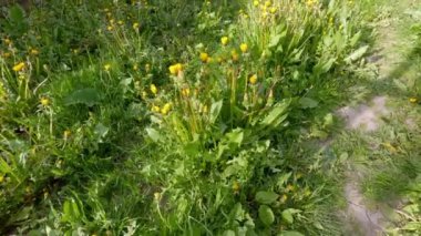 Güneşli bir günde çiçek açan karahindiba ağaçları