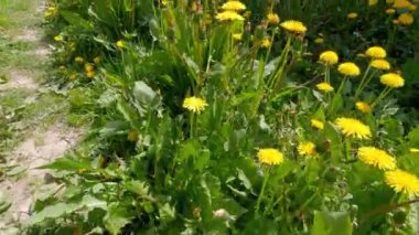 Güneşli bir günde çiçek açan karahindiba ağaçları