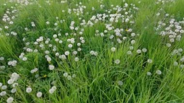 Çimenlerle kaplanmış Glade ve tohum başlıklı karahindibalar.