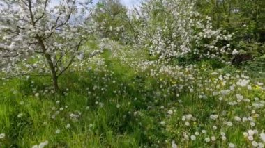 Çimenlerle kaplanmış Glade ve tohum başlıklı karahindibalar.