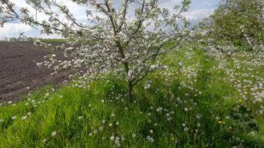 Çimlerin üzerinde çimenlik ve karahindiba çiçekli genç elma ağacı. 