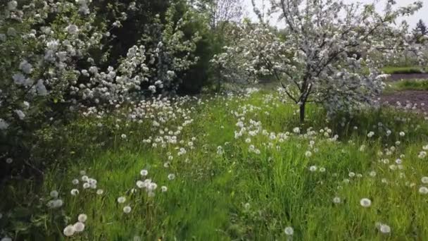 Unga Blommande Äppelträd Gräsmattan Med Gräs Och Maskrosor — Stockvideo