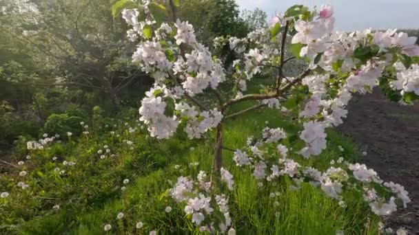 Kvetoucí Jabloně Trávníku Trávou Pampeliškami Podsvícenými — Stock video