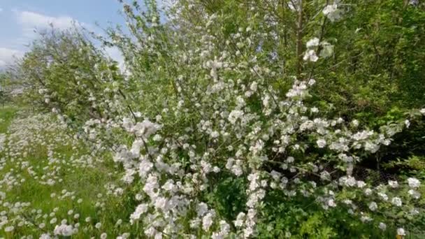 Unga Blommande Äppelträd Gräsmattan Med Gräs Och Maskrosor — Stockvideo