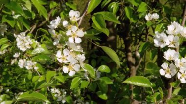 Güneşli bir günde çiçek açan armut dalları
