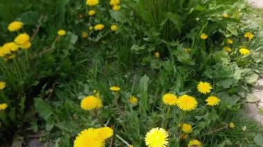 Güneşli bir günde çiçek açan karahindiba ağaçları