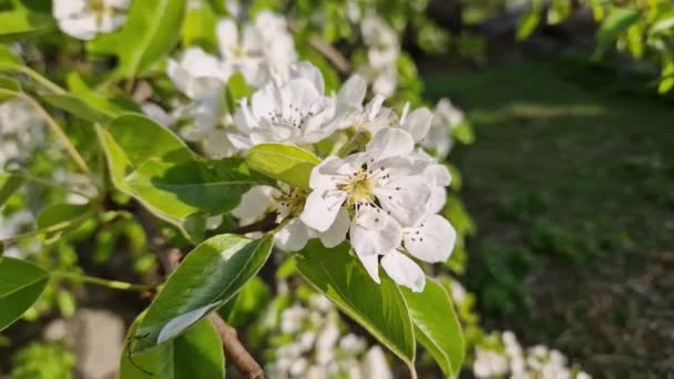 Branch Blooming Pear Tree Sunny Windy Day — Stock Video