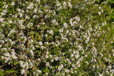 Çiçekli elma ağaçlarının dalları ve diğer ağaçların arka planında genç yapraklar güneşli bahar akşamlarında