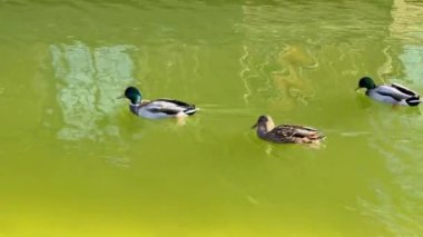 Güneşli bir günde gölde yüzen birkaç yaban ördeği