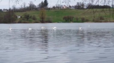 Bahar bulutlu bir günde gölde birkaç beyaz kuğu.