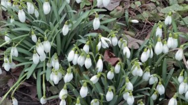 Rüzgarlı havalarda kardelen çalılığı