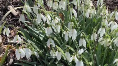 Güneşli rüzgarda açmakta olan kar damlaları çalılığı yakın plan.