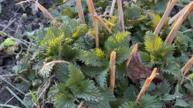 Isırgan otu çalıları, taze yapraklar ve kuru gövdeler.