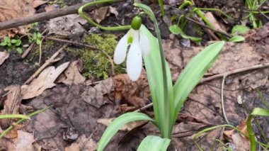 Bulanık arkaplanda, bulutlu havada çiçek açan kar yağışı