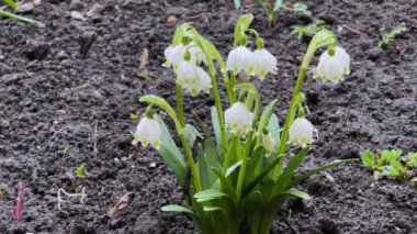 Çiçek açan bahar kar tanelerinin çalıları kapalı hava koşullarında yakın plan
