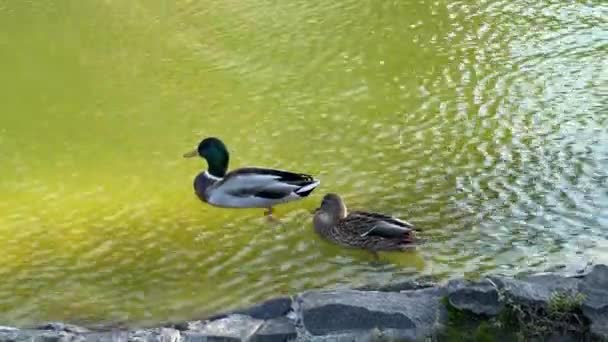Güneşli Bir Günde Gölde Yüzen Bir Çift Yaban Ördeği — Stok video