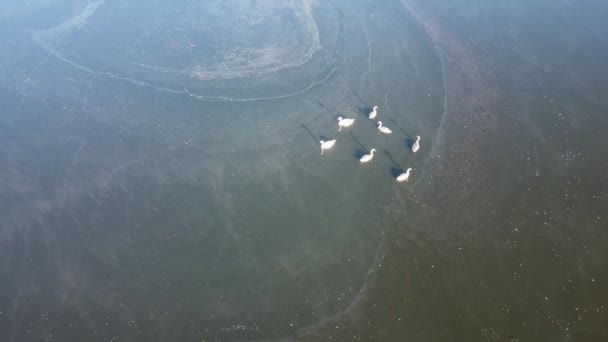 Вид Повітря Зграї Білих Лебедів Плавають Озері — стокове відео