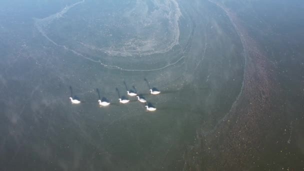 Вид Воздуха Стаю Белых Лебедей Плавающих Озере — стоковое видео