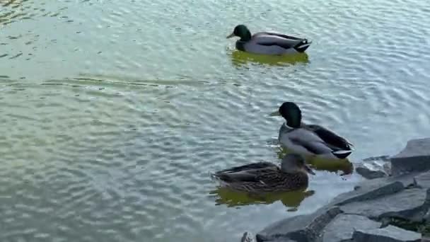 Güneşli Bir Günde Kıyıda Yüzen Birkaç Yaban Ördeği — Stok video