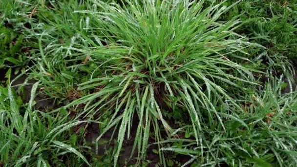 雨の後の湿った高い野生の草のブッシュ — ストック動画