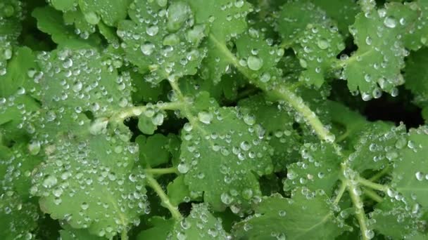 Greater Celandine Covered Water Drops Rain Close — Stock Video