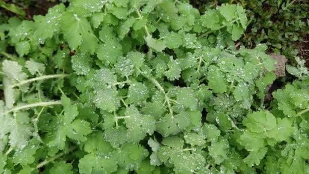 Greater Celandine Covered Water Drops Rain Top View — Stock Video