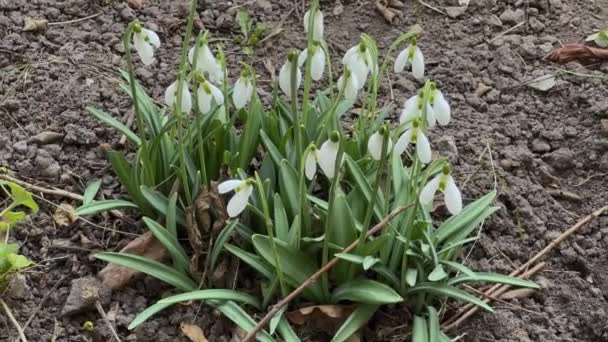 Bush Blooming Snowdrops Overcast Windy Weather — Stock Video