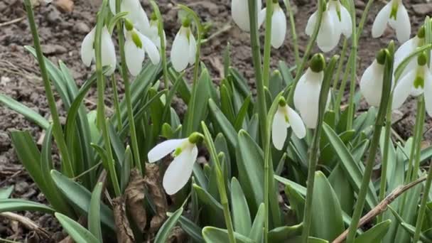 Bush Blooming Snowdrops Overcast Windy Weather Close — Stock Video