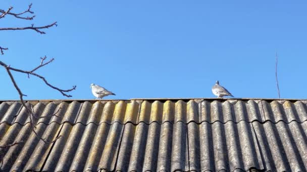 Pombos Madeira Sentam Telhado Depois Voam Para Longe — Vídeo de Stock