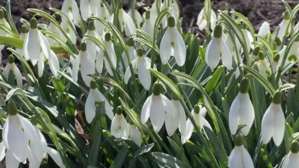 Bush Blooming Snowdrops Sunny Windy Weather Close — Stock Video