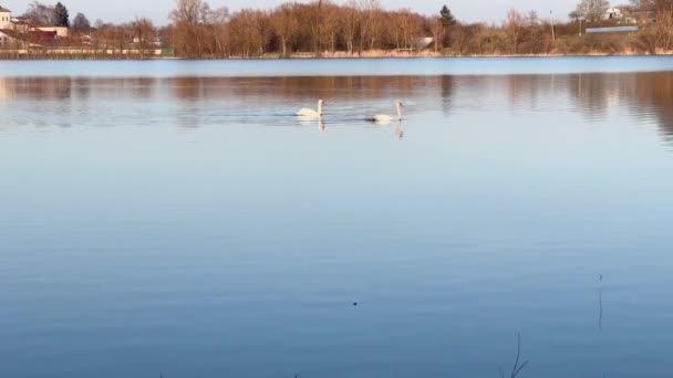 Pareja Cisnes Blancos Lago Tarde Soleada Primavera — Vídeo de stock
