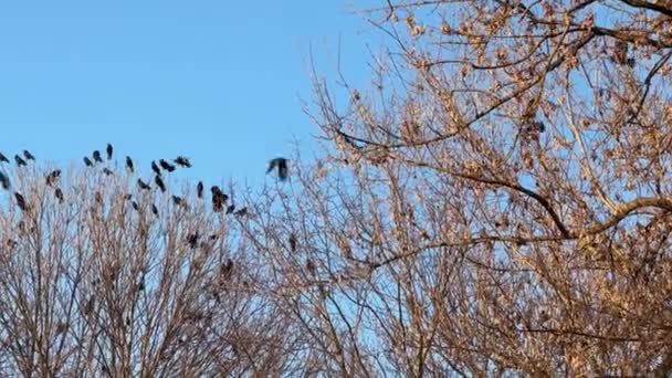Flock Crows Sit Tree Top Sky — Stock Video