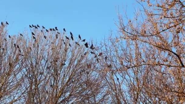 木の上に座るカラス 数多くの巣を持つ次のメープル — ストック動画