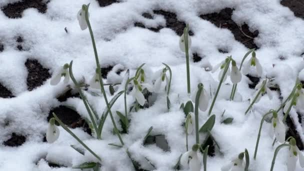 Virágzó Hóvirág Bokor Hótakaró Alatt Borús Időben — Stock videók