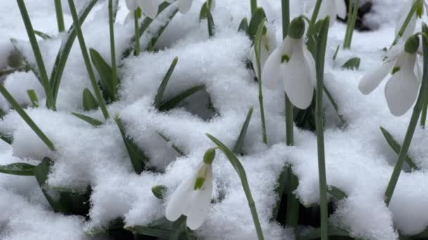 Bush Blooming Snowdrops Snow Cover Overcast Weather — Stock Video
