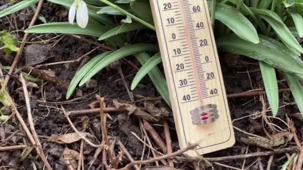 在阴天 用室外温度计测量雪花盛开的布什 — 图库视频影像
