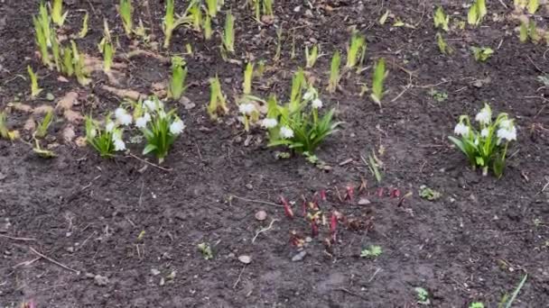 Arbustos Los Copos Nieve Primavera Florecientes Tiempo Nublado — Vídeo de stock