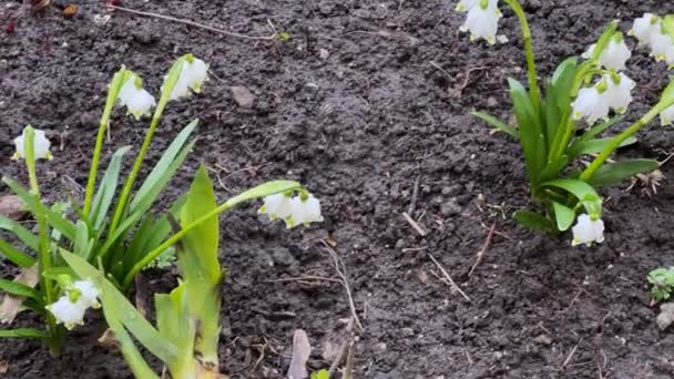 Büsche Der Blühenden Frühlingsschneeflocken Bei Bewölktem Wetter — Stockvideo