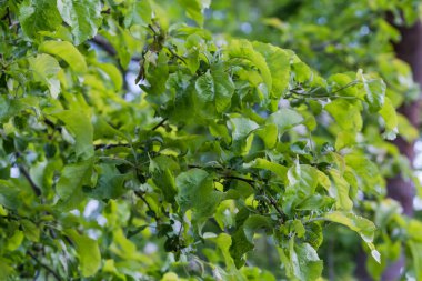 İlkbahar bulutlu gününde taze yaprakları olan elma ağacının dalları, seçici odak noktasında yakın plan, arka plan