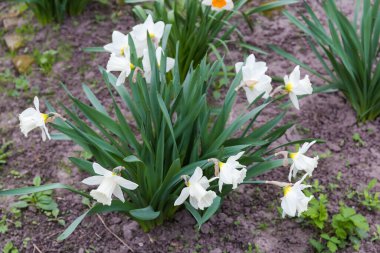Çiçek açmış narsislerin çalıları beyaz taç yaprakları ve beyaz trompet şeklindeki korona ile bulutlu bir sabahta