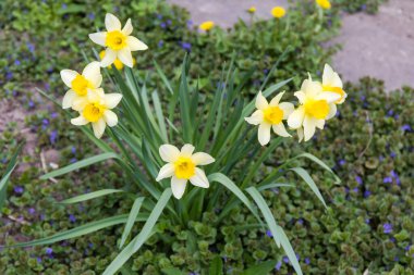 Çiçek açmış narsislerin çalıları sarı taç yaprakları ve sarı trompet şeklindeki koronalar ile bulutlu bir sabah