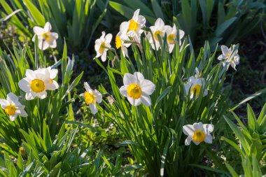 Çiçeklerle bezenmiş narsislerin çalıları, beyaz yapraklı çiçekler ve güneşli bir sabah ortasında sarı korona.
